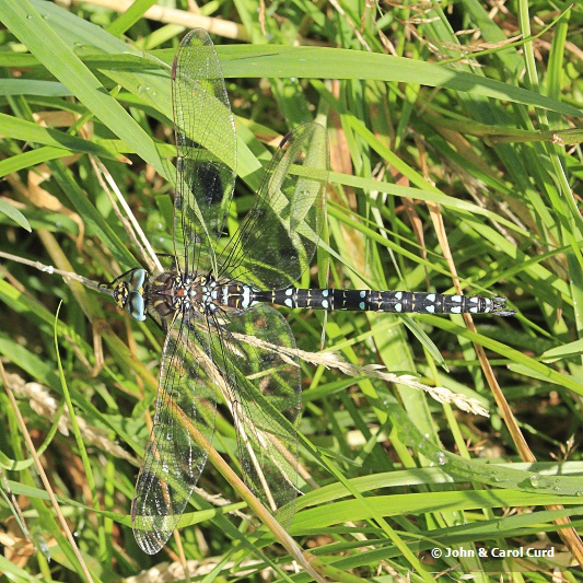 _MG_3141 Aeshna juncea male.JPG